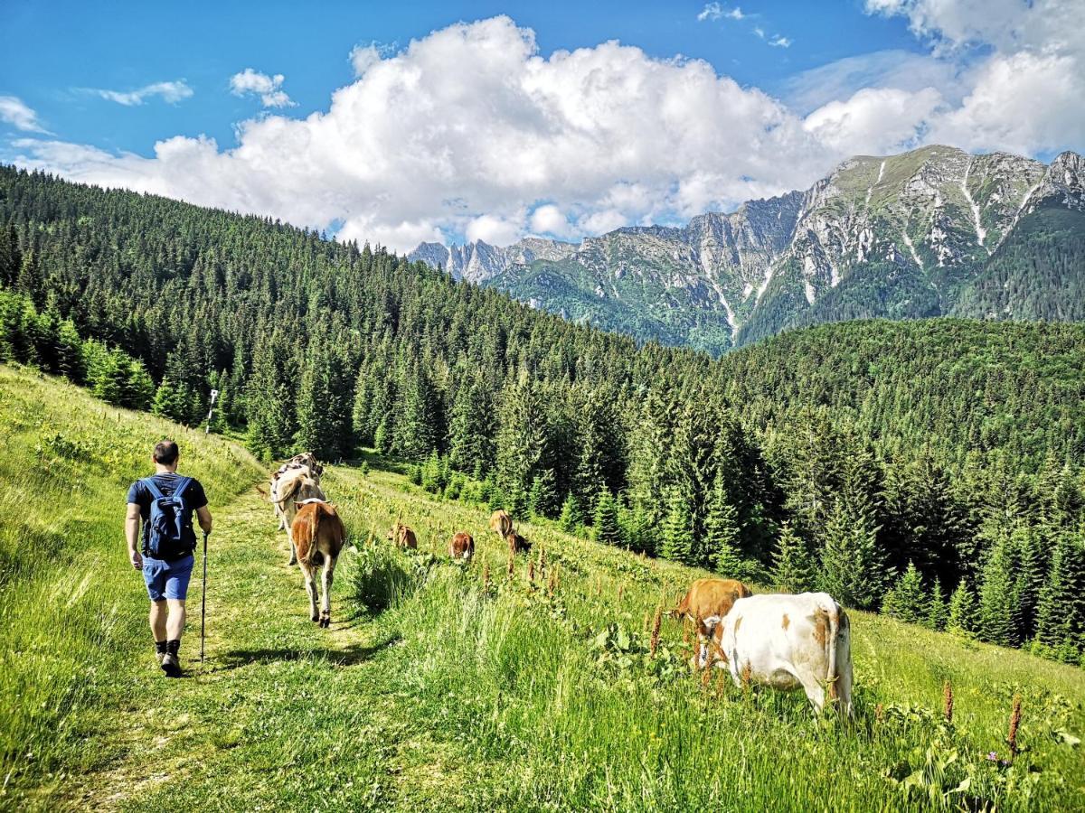 Mountain Lodge Rîşnov Dış mekan fotoğraf